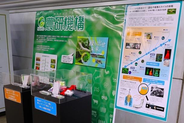 遺伝子組換えカイコに関する成果の展示の写真